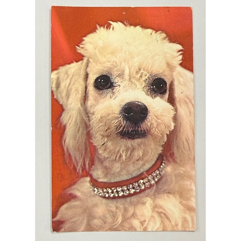 Vintage 1965 Plastichrome Postcard Popular Poodle White Dog Rhinestone Collar